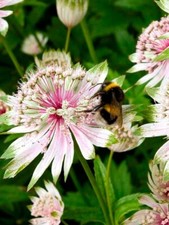 Astrantia major var. rosea -