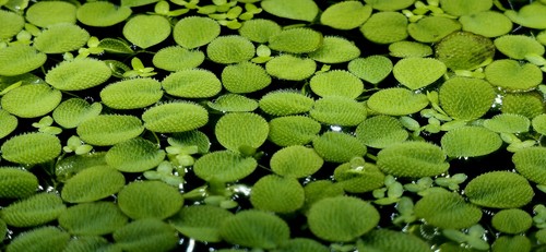 Salvinia natans small - salvinia,