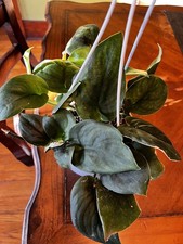 Scindapsus Jade Satin "Green