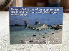 RSPB interest HAMMERHEAD SHARK Galapagos on Card. Enamel Pin Badge excellent  