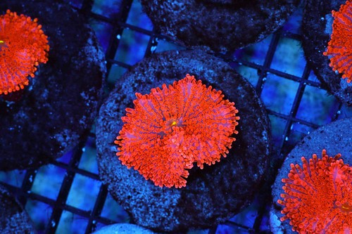 Orange ricordea yuma mushroom - orange,