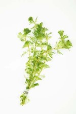 Limnophila Sessiliflora -
