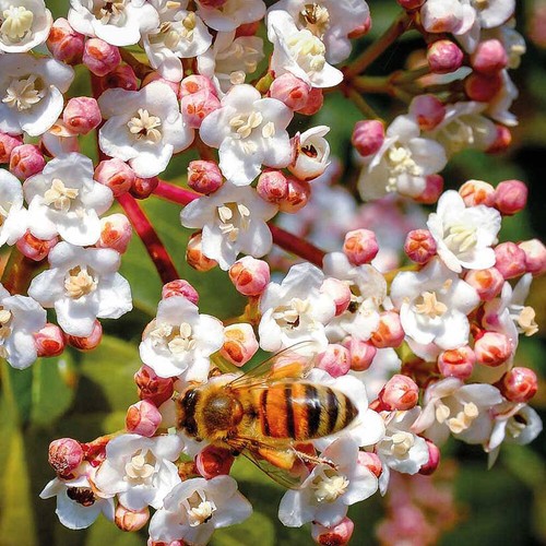 Viburnum tinus evergreen - viburnum,