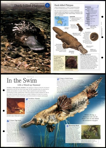 Duck billed platypus 6 - duck-billed,