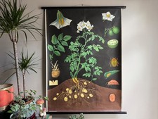 Vintage POTATO school chart Jung Koch Quentell poster BOTANICAL educational