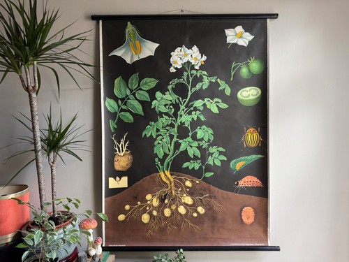 Vintage potato school chart - vintage,