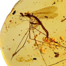 CRANE Fly in Burmese / Burmite