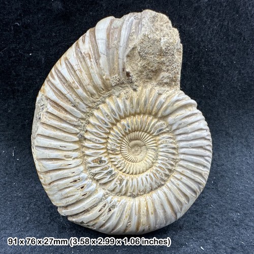 Rare perisphinctes ammonite