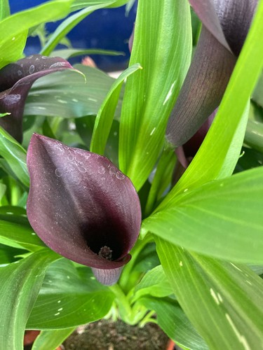 Black calla lily corm ready - calla, (ready