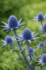 Eryngium planum 6 - 6,