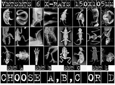 VET SETS A or B or C or D 6x animal X-RAYs imaged onto film lightbox radiography