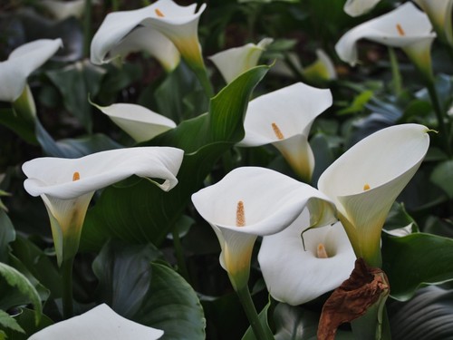 Pond water plant - water, arum