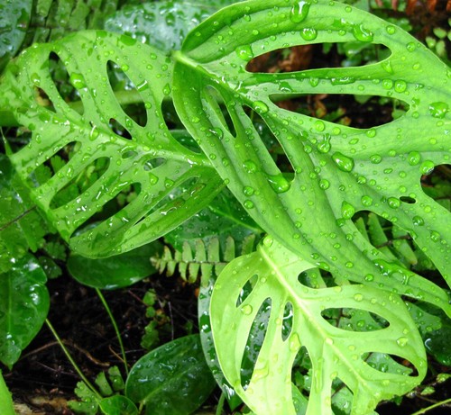 Monstera obliqua - ,