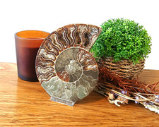 100% Genuine Large Cleoniceras