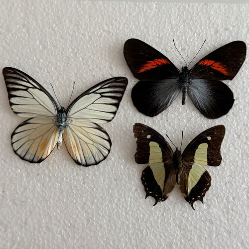 Entomology butterfly specimen - entomology,