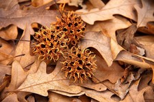 Sweet gum seeds liquidambar - seeds,
