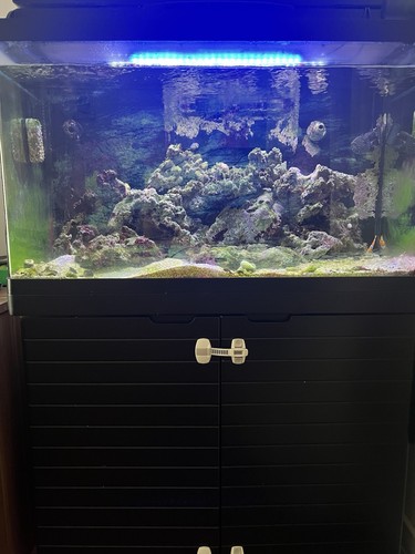 Red sea max - red, 250