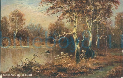 Epping forest pool - pool, s