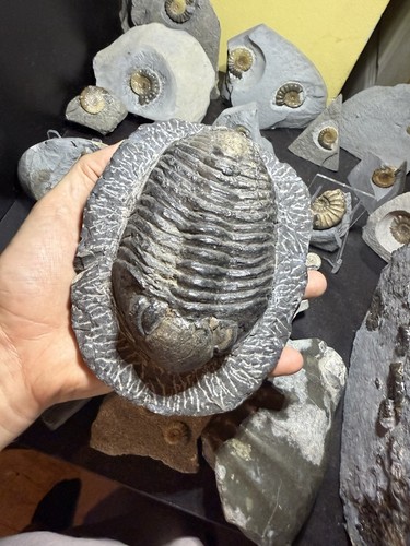 Trilobite fossil - trilobite,