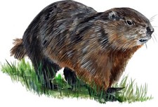 Groundhog Ground Hog Squirrel