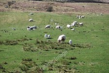 Photo 6x4 Ewes and lambs