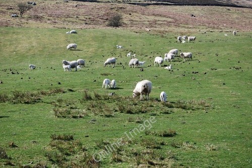 Photo 6x4 ewes and lambs - ewes,