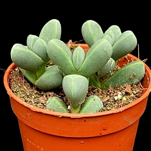 Delosperma lehmannii succulent