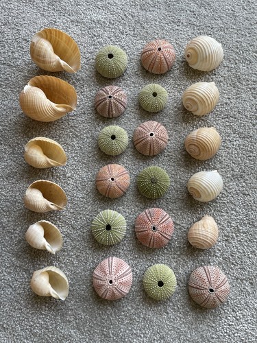 Sea urchins shells - 24, &