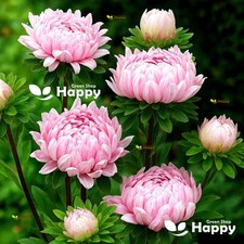 Paeony Aster - 150 Seeds - Delicate Pink - Pink Peony - Drought Tolerant Flower