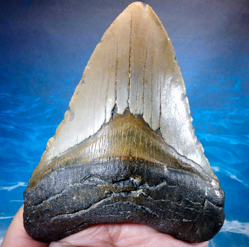 Huge stunning megalodon - 4.90",