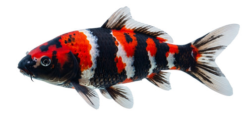 Showa sanshoku koi carp - sanshoku,