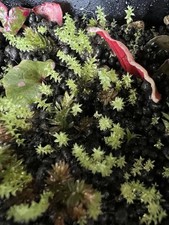 Live star moss spores powder