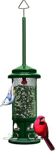 New brome squirrel - new!, buster
