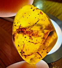 Burmese Amber - Unknown Large