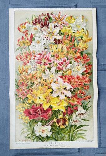Antique 1897 lilies lily - antique,
