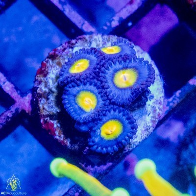 Aci cultured aoi zoanthids - aoi,