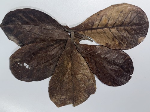 Large indian almond leaves - large,