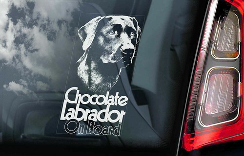 Chocolate labrador car - chocolate,