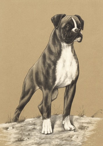 Boxer dog greeting - boxer, card
