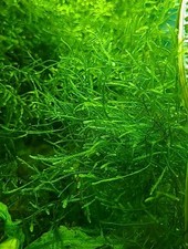 Java Christmas Taiwan Moss Mix