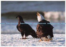 D258223 Bald Eagle Impact Steve Kaufman