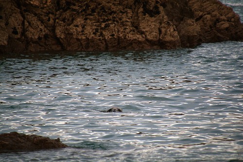 Photo south hams coastal - photo, a2