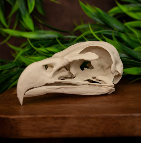 Bald eagle skull - skull, replica