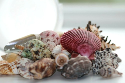 Shells mixed sea - sea,