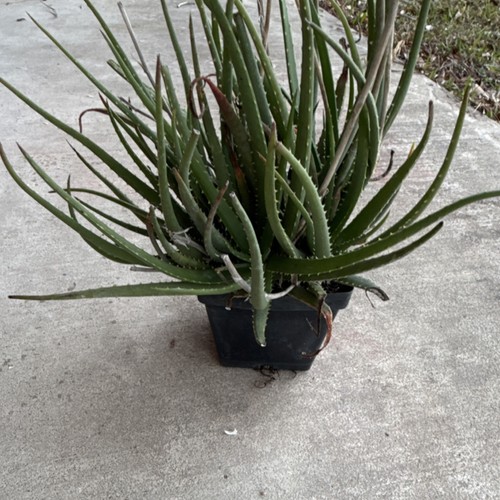 Aloe vera live - vera, potted