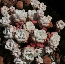 Sedum Cape Blanco - Beautiful