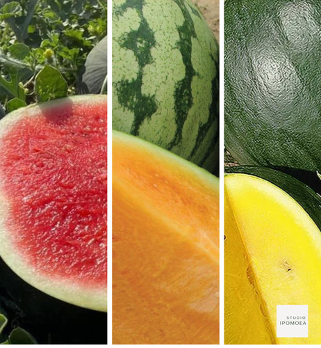 Organic watermelon fruit - watermelon,