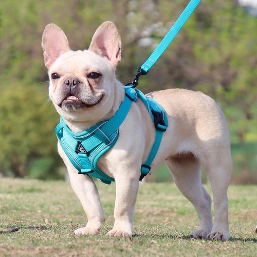 Dog harness and leash - dog,