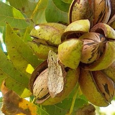 2 Hardy stewart Pecan Trees