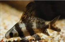 Panda Garra - grows to 12